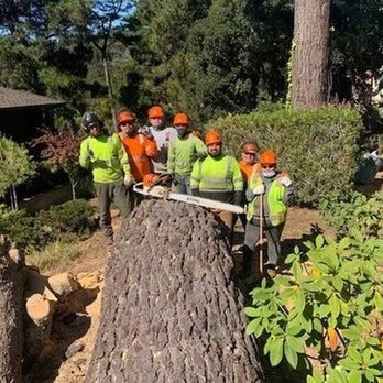 Rodriguez Tree Service - untitled - Tree Services Near Me