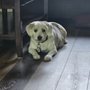 Nat's Pet Sitting and Grooming