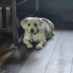 Nat's Pet Sitting and Grooming - Beagle Terrier mix after a full service grooming