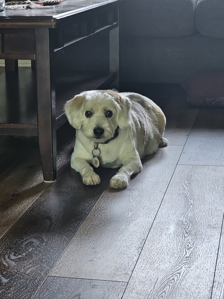 Nat's Pet Sitting and Grooming - pet boarding facility in Fraser, MI
