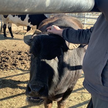 Sugarplum Zoo - Ophelia the water buffalo - Chocolatiers & Shops Near Me - Temecula, California Sugarplum Zoo - Ophelia the water buffalo - Chocolatiers & Shops Near Me - Temecula, California