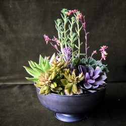 Terra Bella Flowers