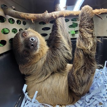 SLOTH ENCOUNTERS - Updated January 2025 - 83 Photos - 551 Veterans