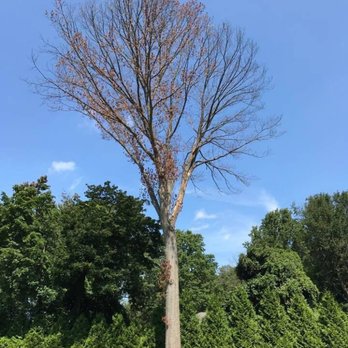 Danny DP Corp Tree Service - Tree Services Near Me - Port Washington, New York Danny DP Corp Tree Service - Tree Services Near Me - Port Washington, New York