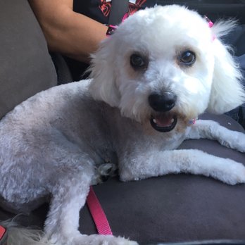 Muddy Paws OC - After the grooming and ready for the new coat! - Pet Groomers Near Me - Orange, California Muddy Paws OC - After the grooming and ready for the new coat! - Pet Groomers Near Me - Orange, California