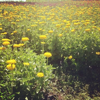Root Connection CSA - Flowers - CSA Near Me - Redmond, Washington Root Connection CSA - Flowers - CSA Near Me - Redmond, Washington
