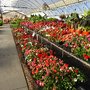 Photo of Des' Veggies Nursery & Garden Center
