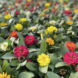 The Flower Ranch - Zinnias