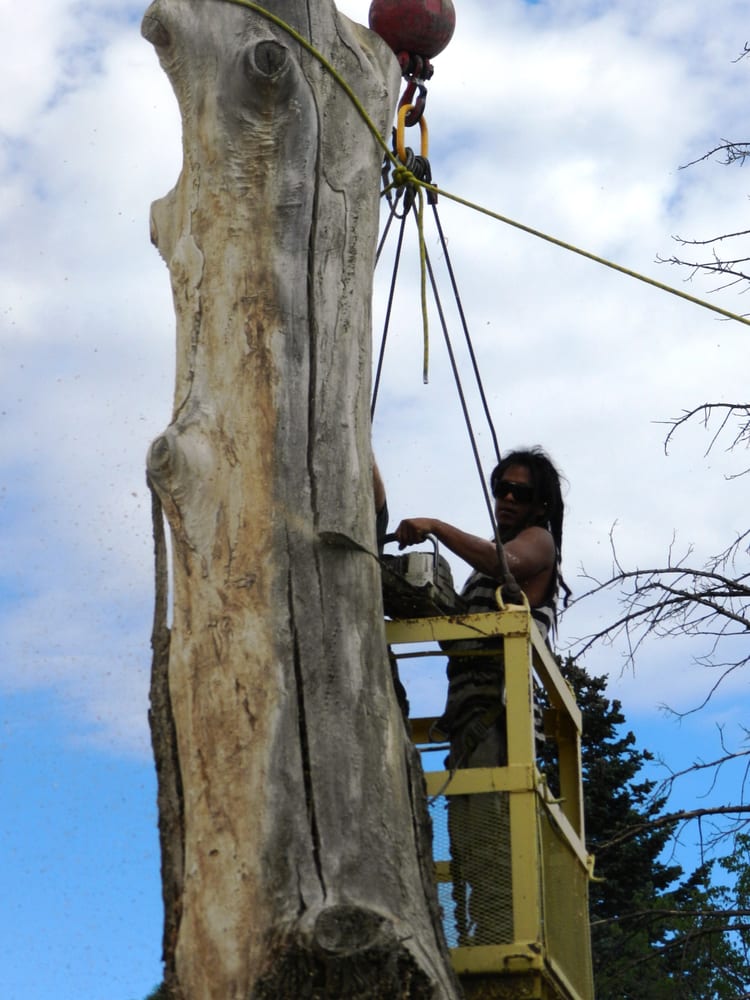 Capital Tree Service - tree service in Santa Fe, NM