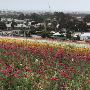 The Flower Fields - Venues & Event Spaces Near Me - Carlsbad, California The Flower Fields - Venues & Event Spaces Near Me - Carlsbad, California