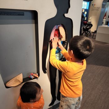 The Discovery - Learning about the internal organs. - Museums Near Me - Reno, Nevada