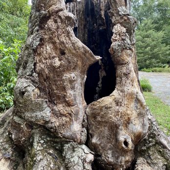 Indian Springs State Park - Huge dead stump on walking trail from spring water area - Parks Near Me - Flovilla, Georgia