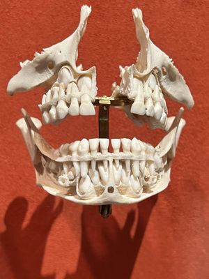 Dr. Samuel D. Harris National Museum of Dentistry by null