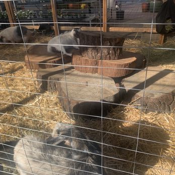 Orchard Nursery - Pet pigs and goats - Nurseries & Gardening Near Me - Lafayette, California