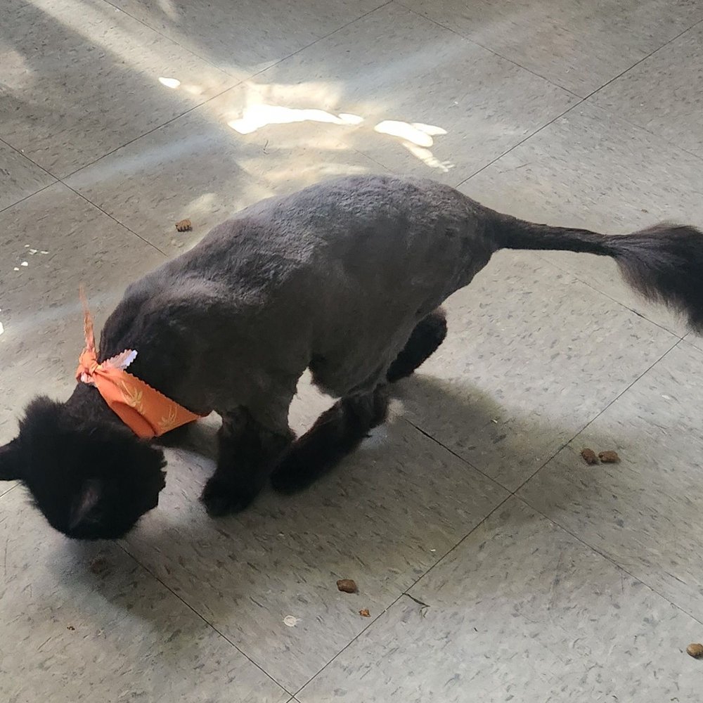 Lion cut Lion cut
