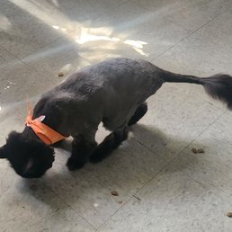 Lion cut