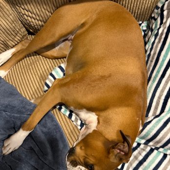TENDER PAWS ANIMAL HOSPITAL - Updated January 2025 - 26 Reviews 