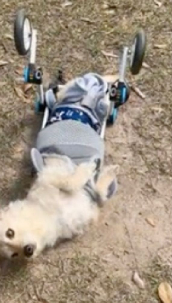 ALL PETS VET HOSPITAL Updated September 2024 8774 Dallas Acworth