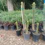 Photo of El Gallo Nursery