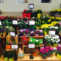 Gorgeous small potted flowers and plants.