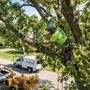 Photo of Timber Point Tree Service