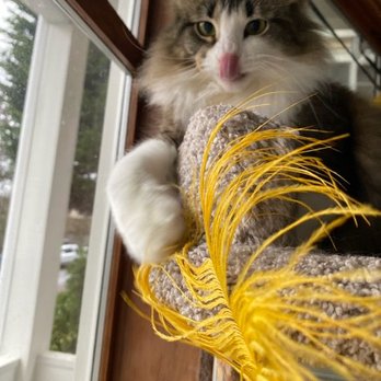 KittyBuddy - Goose - Pet Sitting Near Me - Tacoma, Washington KittyBuddy - Goose - Pet Sitting Near Me - Tacoma, Washington