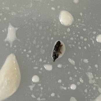 Malai Kitchen - More detailed photo of bug found in Thai Coconut Soup - Thai Near Me - Dallas, Texas Malai Kitchen - More detailed photo of bug found in Thai Coconut Soup - Thai Near Me - Dallas, Texas