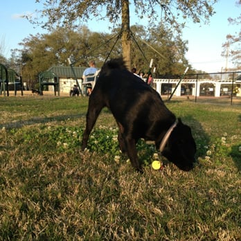 Nola City Bark - Puppy socializing at City Bark. - Dog Parks Near Me - New Orleans, Louisiana Nola City Bark - Puppy socializing at City Bark. - Dog Parks Near Me - New Orleans, Louisiana