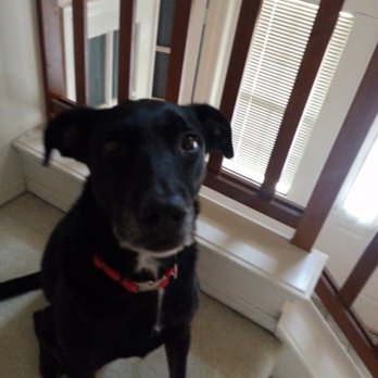 Operation Kindness - Brave doggie. - Animal Shelters Near Me - Carrollton, Texas Operation Kindness - Brave doggie. - Animal Shelters Near Me - Carrollton, Texas