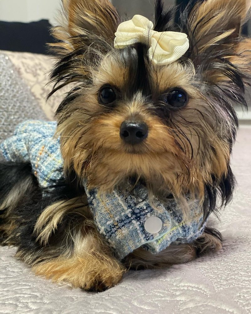 YORKSHIRE PUPPIES 24 Updated July 2024 Request Information