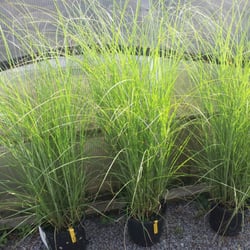 Green Spot Garden Center