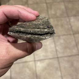 Rotten oyster Rotten oyster