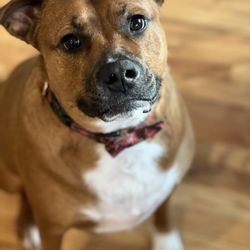 Your Best Dog