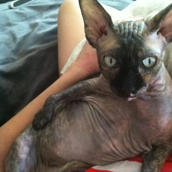 Hollywood Sphynx - Halle - Pet Services Near Me Hollywood Sphynx - Halle - Pet Services Near Me