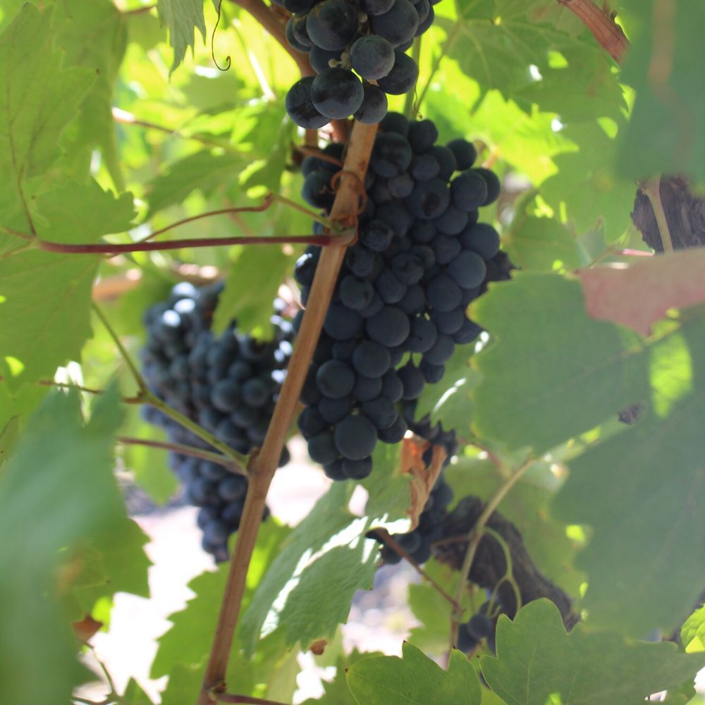 Oak Mountain Winery - Wineries Near Me - Temecula, California Oak Mountain Winery - Wineries Near Me - Temecula, California