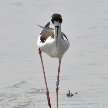 Hawaii Bird Tours - Tours Near Me Hawaii Bird Tours - Tours Near Me