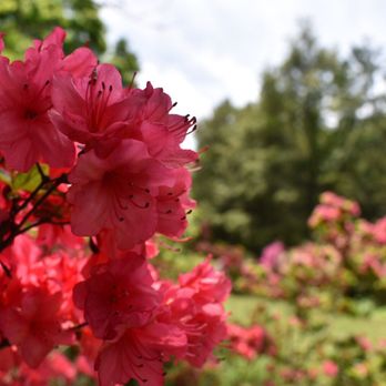 Kinney Azalea Gardens - Botanical Gardens Near Me - South Kingstown, Rhode Island Kinney Azalea Gardens - Botanical Gardens Near Me - South Kingstown, Rhode Island