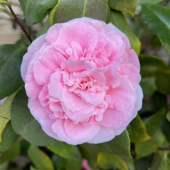 Sloat Garden Center - Nurseries & Gardening Near Me - Martinez, California Sloat Garden Center - Nurseries & Gardening Near Me - Martinez, California