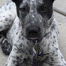 Devine's is the most puppy friendly place in Durham. If you come, tell 'em Stormy sent you.