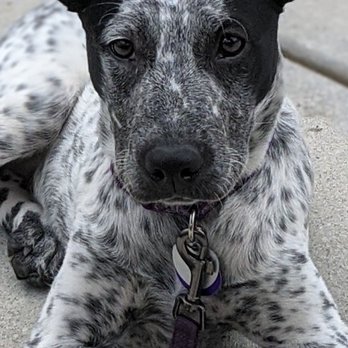 Devines Restaurant and Sports Bar - Devine's is the most puppy friendly place in Durham. If you come, tell 'em Stormy sent you. - Sports Bars Near Me - Durham, North Carolina