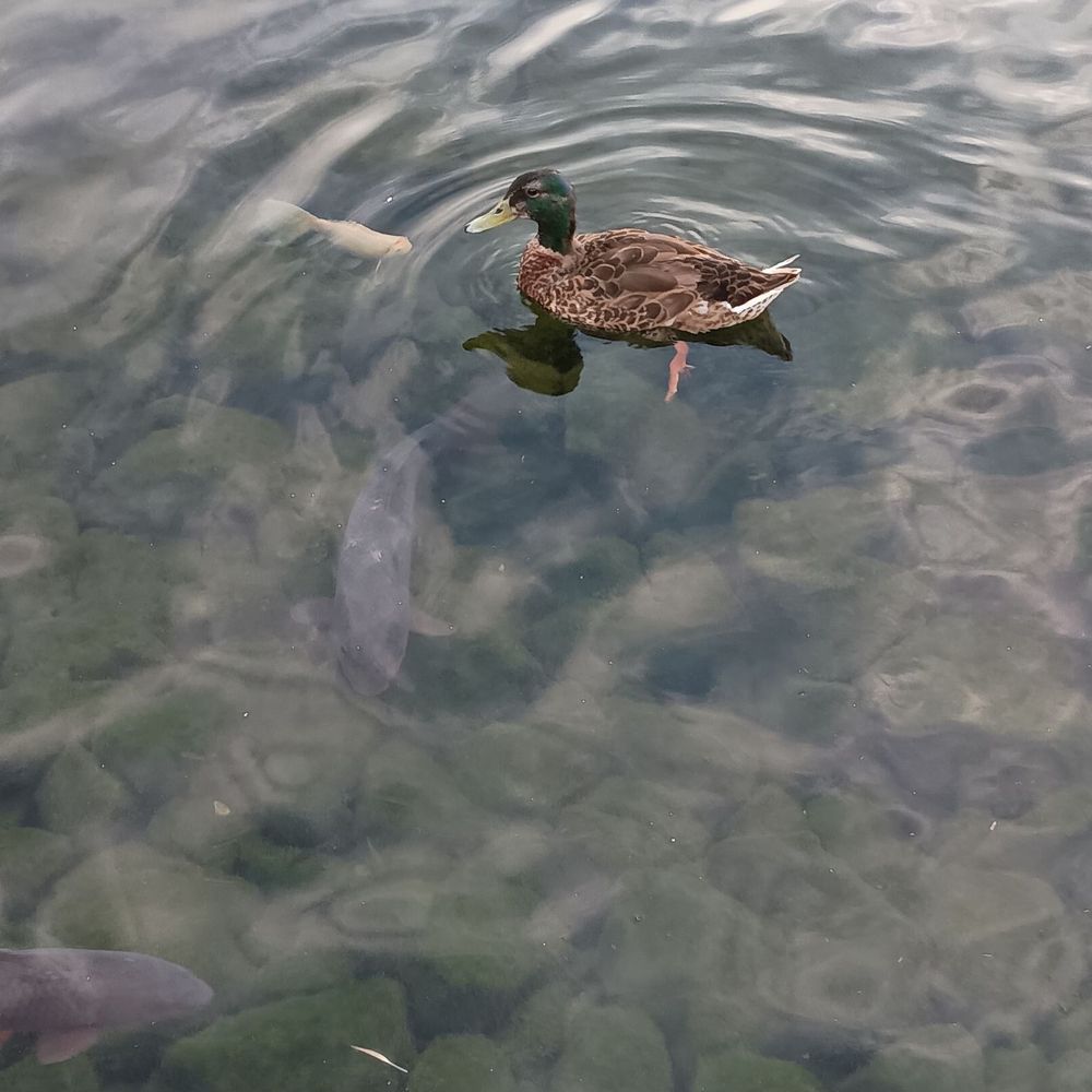 Big Spring Park - Ducks and fish - Parks Near Me - Huntsville, Alabama Big Spring Park - Ducks and fish - Parks Near Me - Huntsville, Alabama