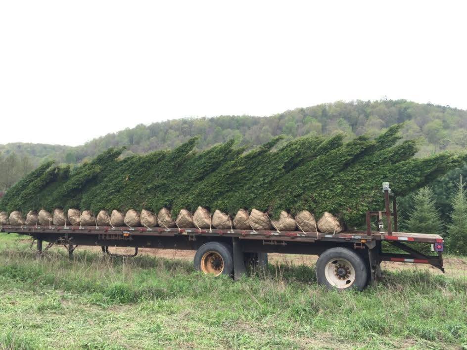 ANDES NURSERY Updated September 2024 1089 Numidia Dr, Catawissa