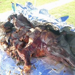 Lucille - 90# Whole Hog for a Car Show