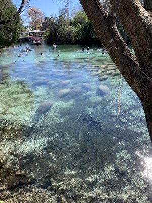 SWIMMING WITH THE MANATEES - Updated June 2024 - 41 Photos & 23 Reviews