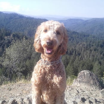 Table Rock - Our darling Lucy, enjoying the views on the hike! - Hiking Near Me - Calistoga, California Table Rock - Our darling Lucy, enjoying the views on the hike! - Hiking Near Me - Calistoga, California