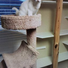 Bonita enjoying the cat tower. Bonita enjoying the cat tower.