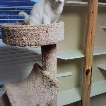 Onion Creek Kennels - Bonita enjoying the cat tower. - Pet Training Near Me - Buda, Texas Onion Creek Kennels - Bonita enjoying the cat tower. - Pet Training Near Me - Buda, Texas