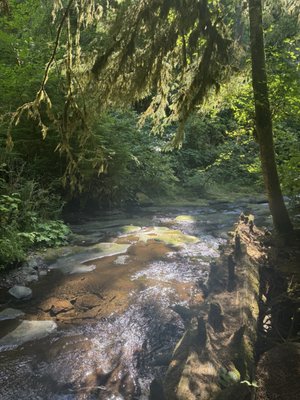 Oswald West State Park by null