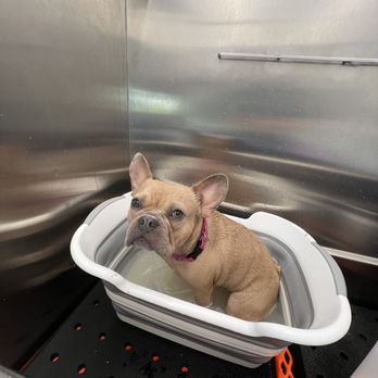 Profound Hound Mobile Grooming - Frankie is getting a doggie bath bomb soak as part of the Paw Spaw Add-on. - Pet Groomers Near Me Profound Hound Mobile Grooming - Frankie is getting a doggie bath bomb soak as part of the Paw Spaw Add-on. - Pet Groomers Near Me