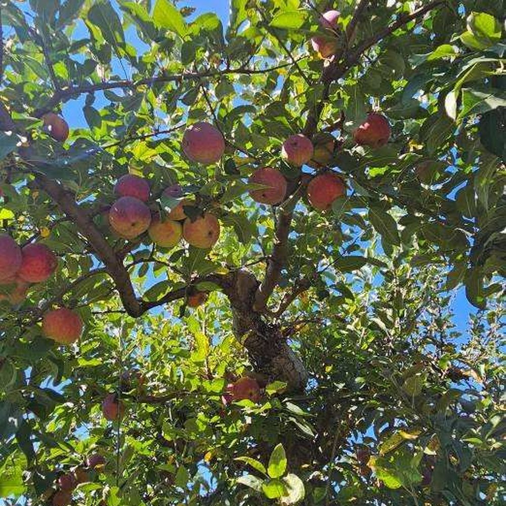 Apple orchard Apple orchard